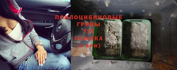 хмурый Белокуриха